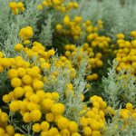 Žluté rostliny v Boltenhagen červenec 2020