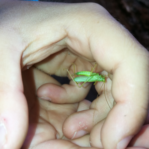 Kobylky v národním parku Jasmund