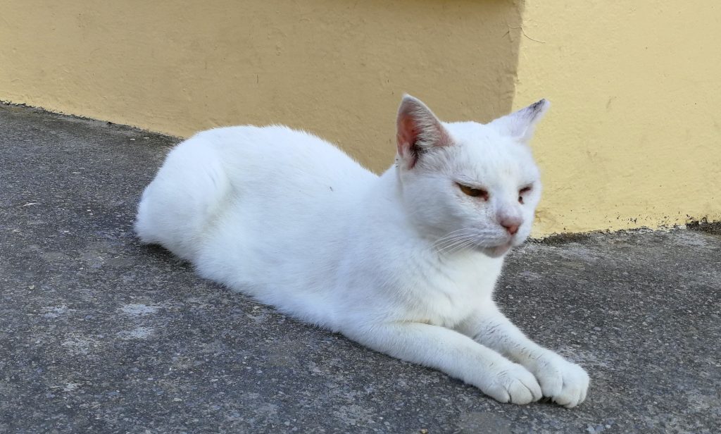 weiße Katze - Grecotel Royal Park Marmari (Urlaub 2018)