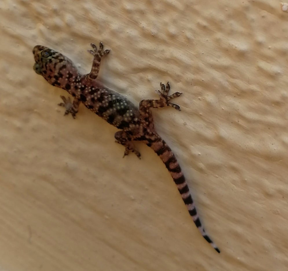 Gecko - Grecotel Royal Park Marmari (Urlaub 2018)