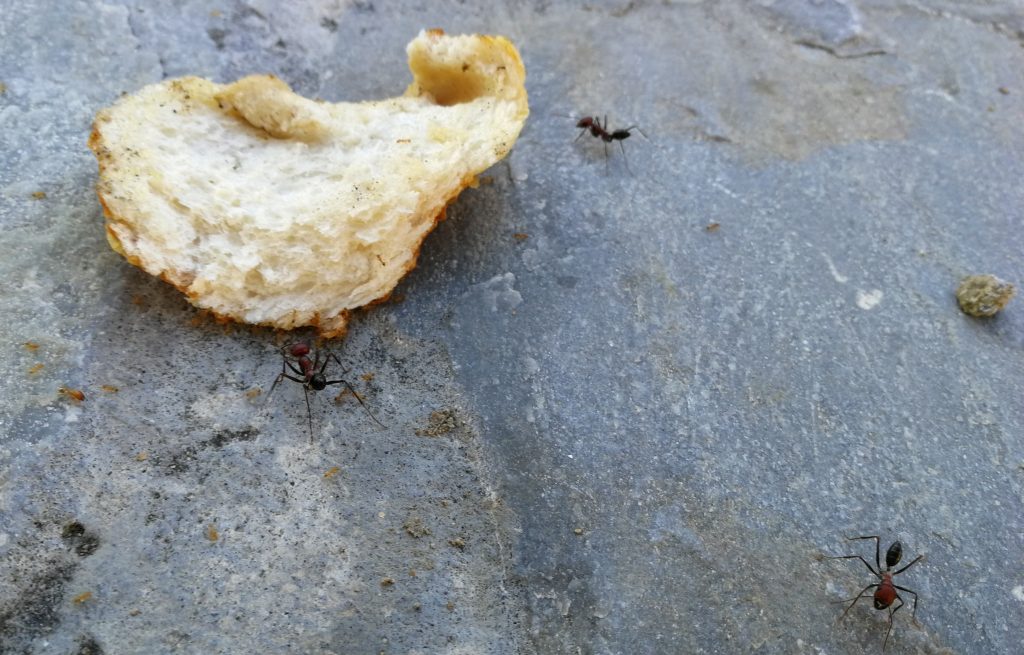 Ameisen auf Futtersuche - Grecotel Royal Park Marmari (Urlaub 2018)