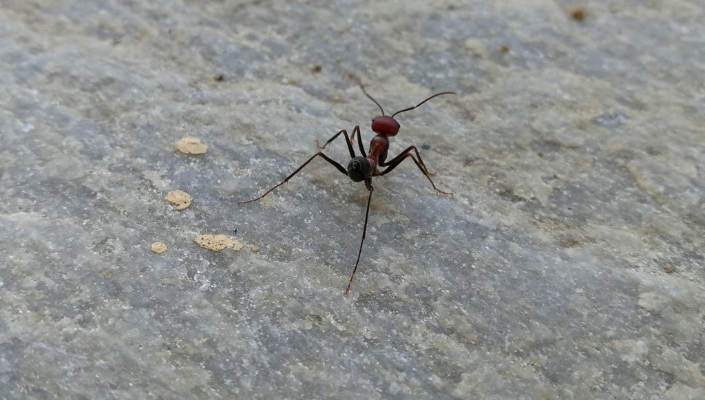 Ameisen auf Futtersuche - Grecotel Royal Park Marmari (Urlaub 2018)