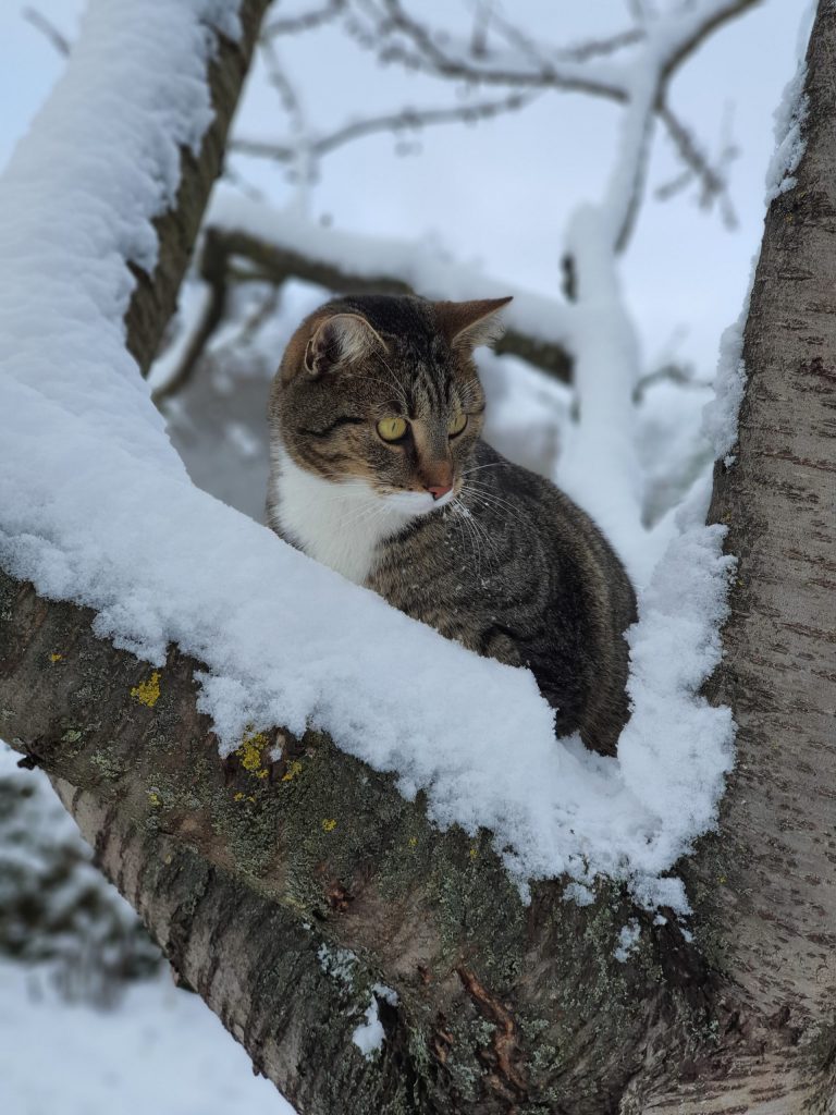 Kater Murkel erkundet den verschneiten Kirschbaum