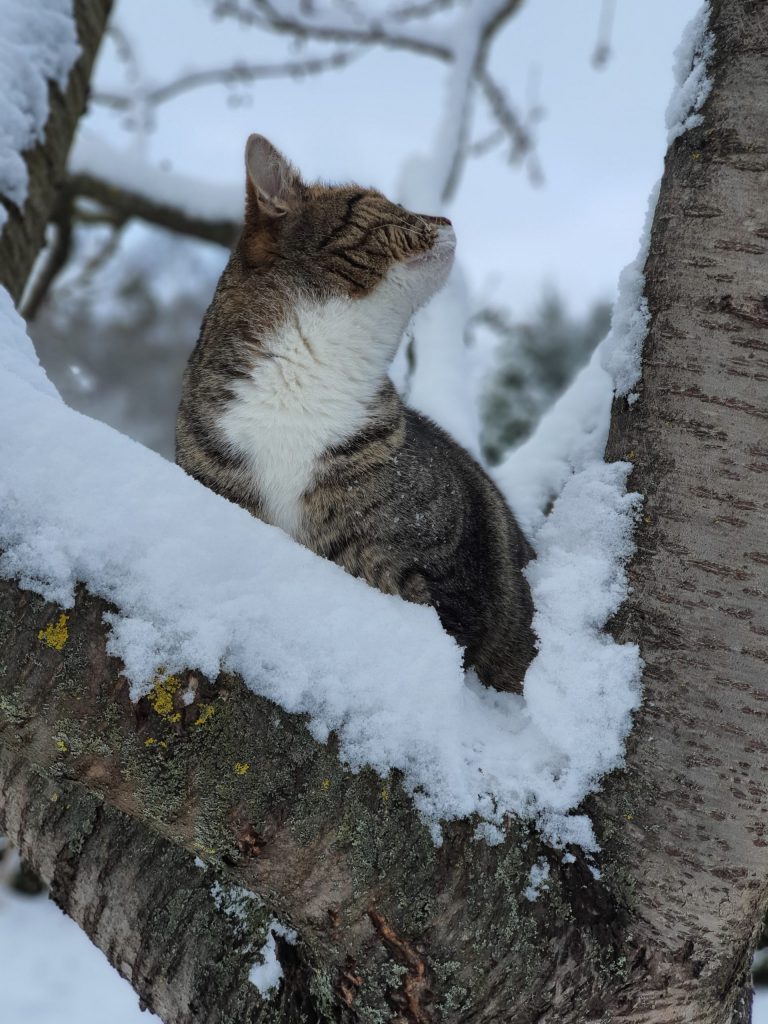 Kater Murkel erkundet den verschneiten Kirschbaum