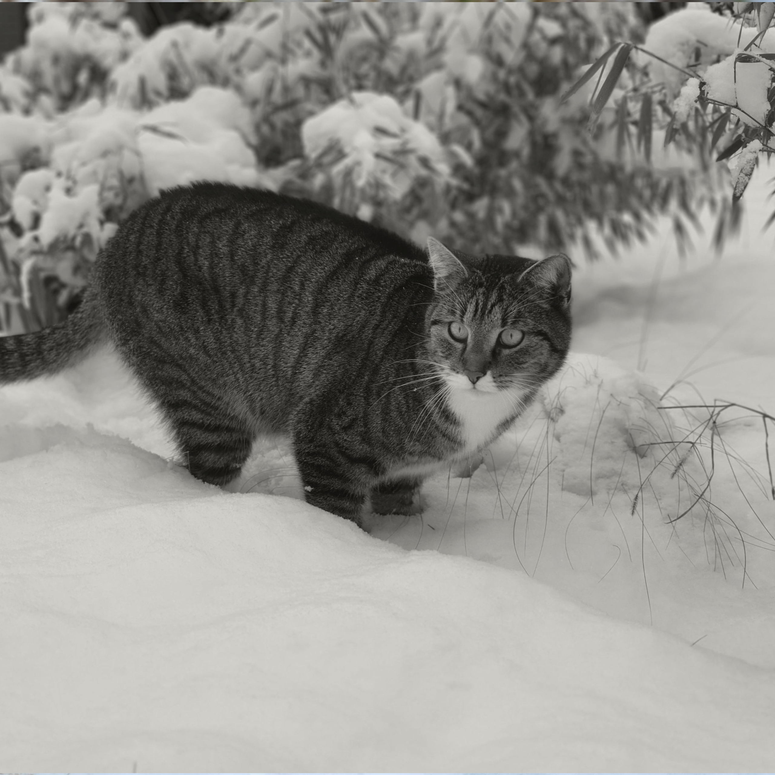 Kočka Murkel ve sněhu II