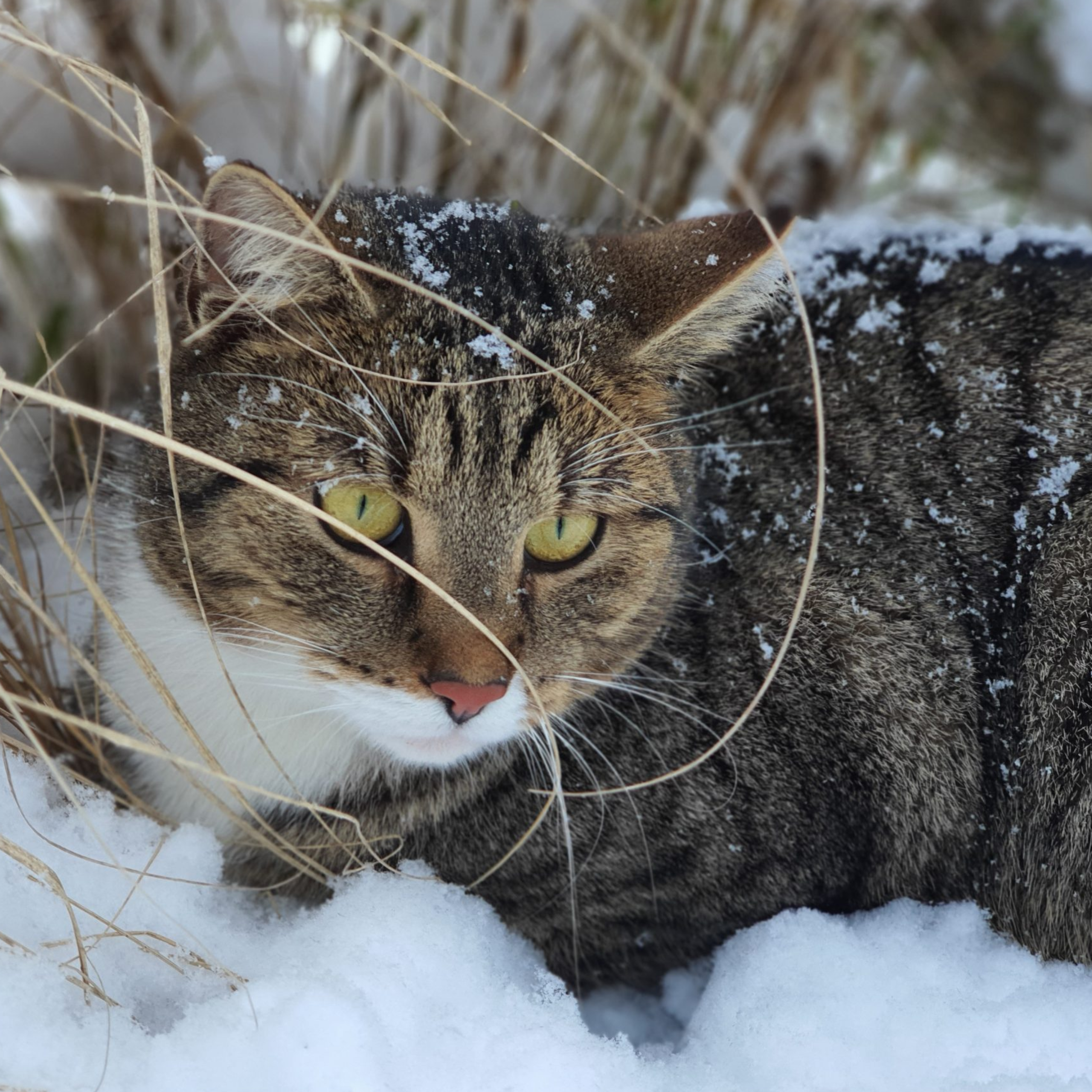 Kočka Murkel ve sněhu