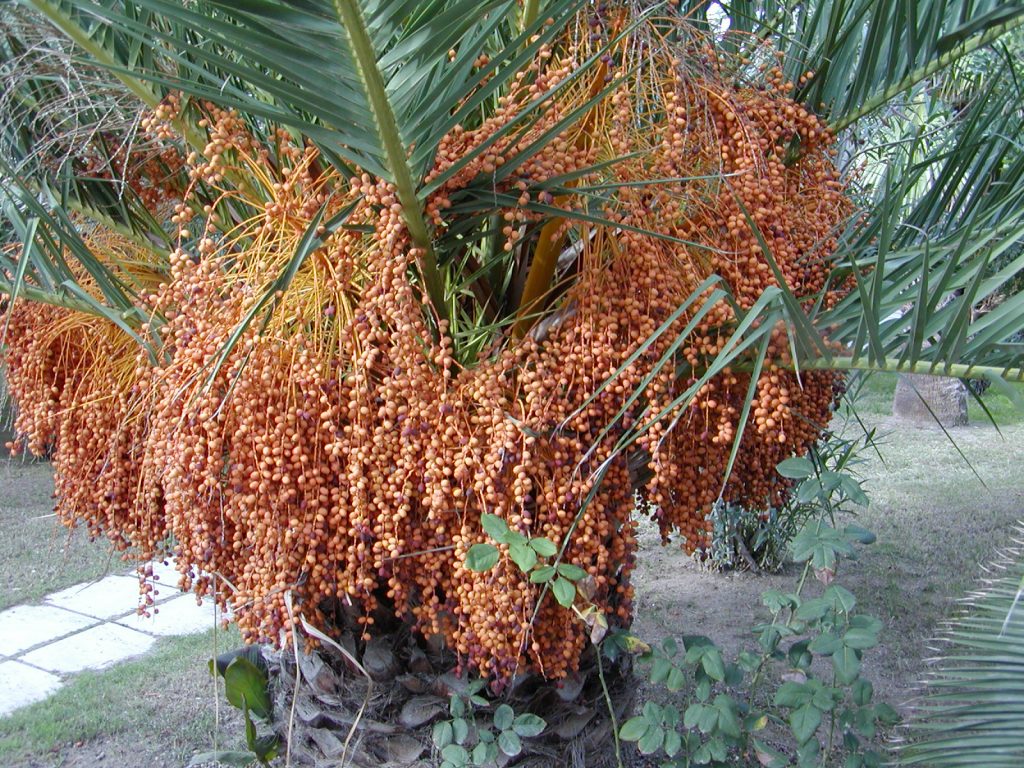 palmové plody