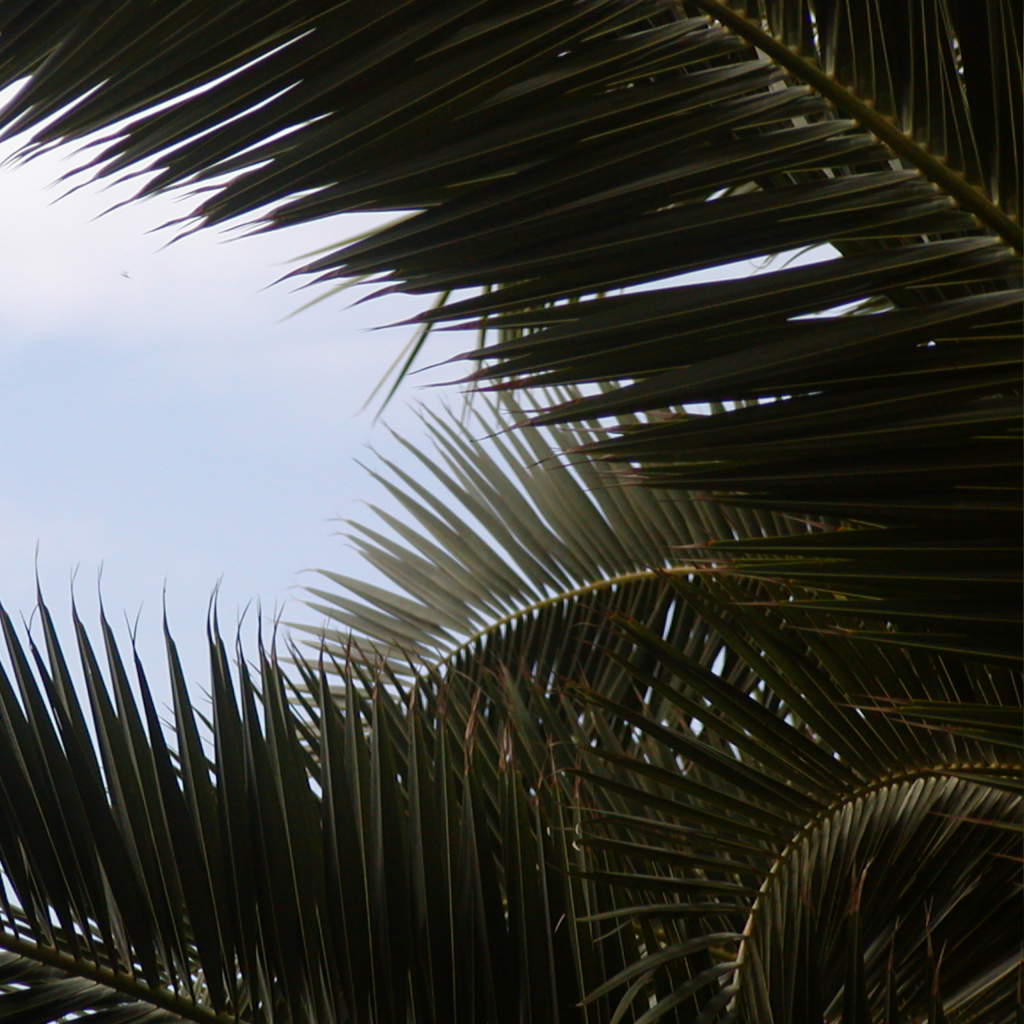 палмови листа