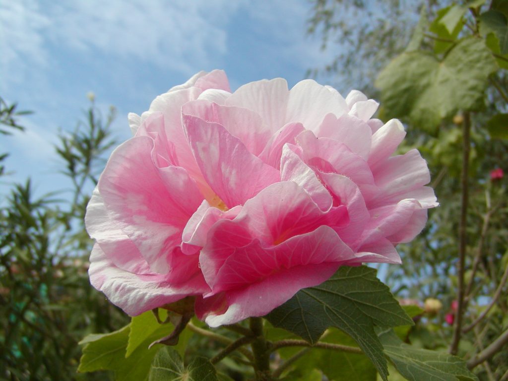 růžový květ
