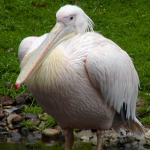 bílý pelikán