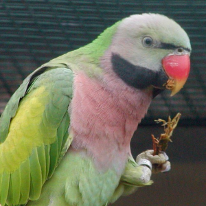Розовогръд папагал