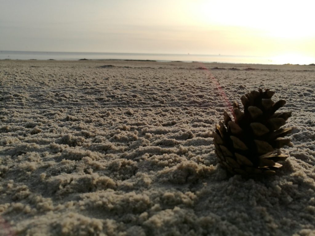 Kienapfel am Strand von Binz