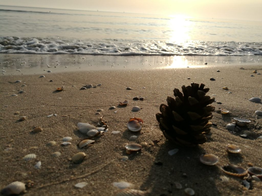 Kienapfel am Strand von Binz