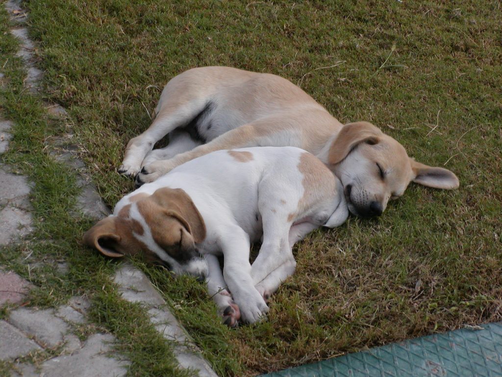 spící psi