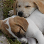 спящи кучета