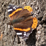 Schmetterling Ketzin 2008