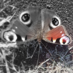 Krásný motýl