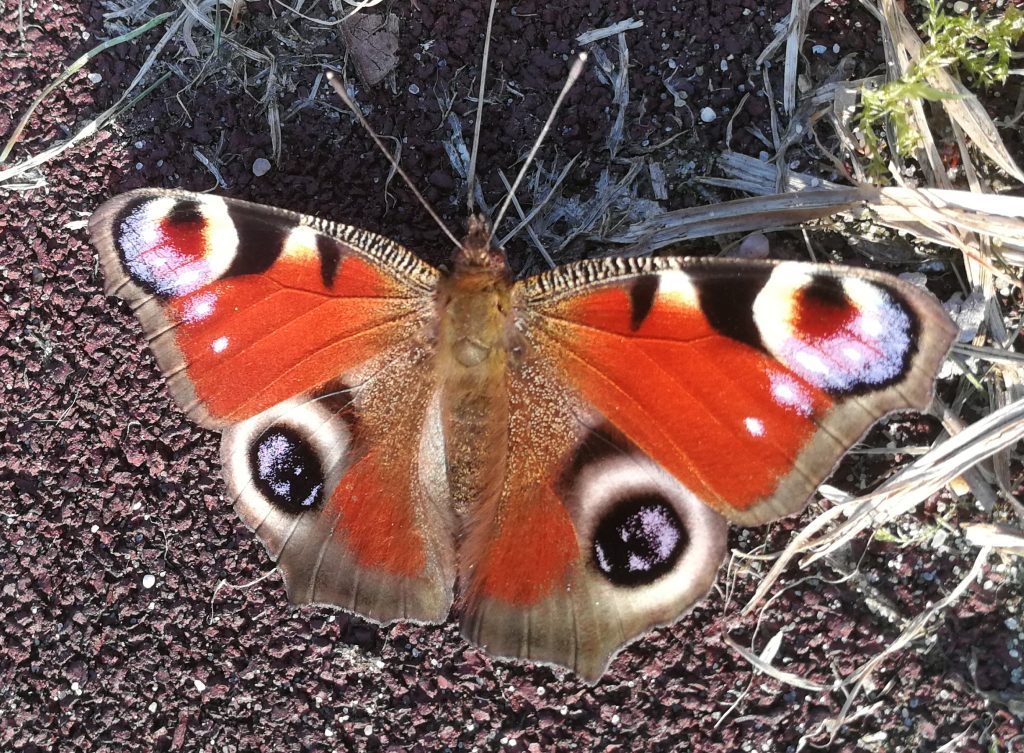 Schöner Schmetterling