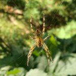 Pavouk v buši