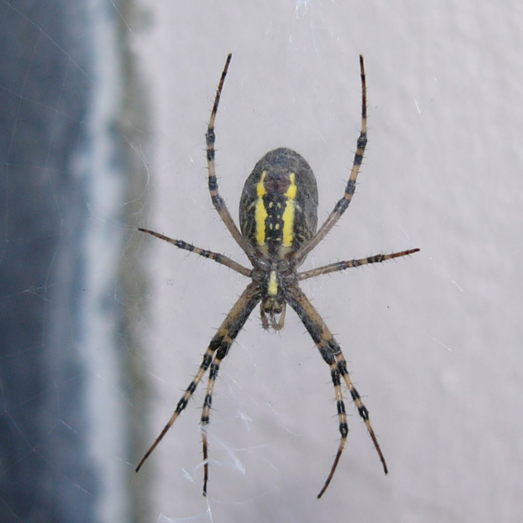 Pavouk se dvěma žlutými pruhy na břiše
