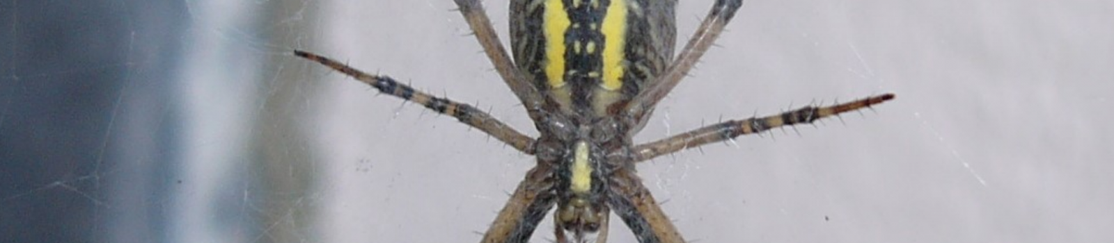 Spinne mit zwei gelben Streifen am Bauch
