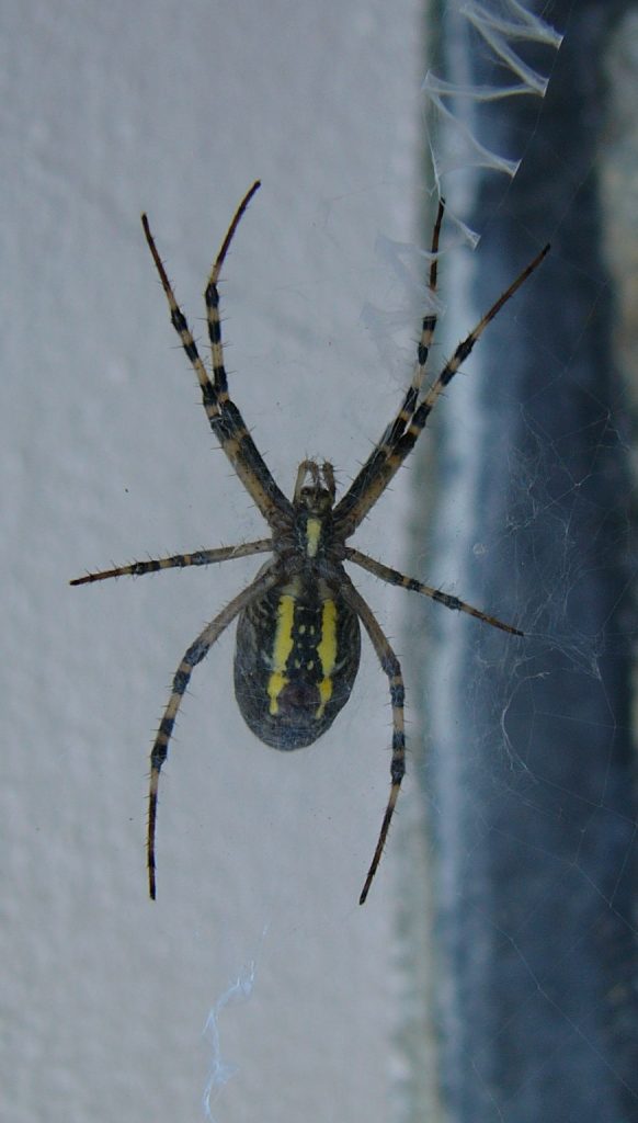 Spinne mit zwei gelben Streifen am Bauch