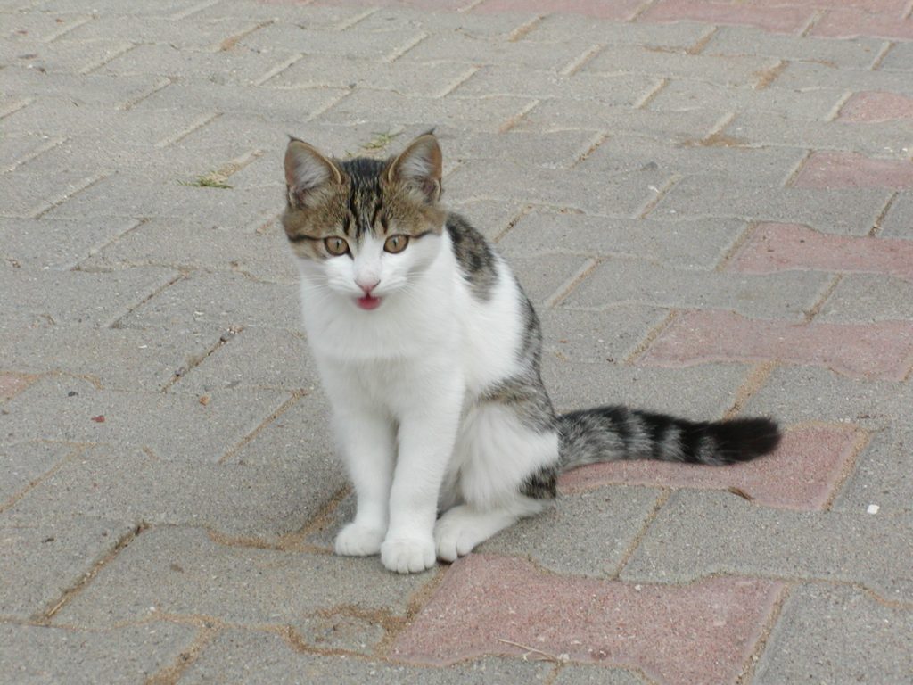 Lindo gato