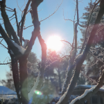 Слънце грее през снежно ябълково дърво (зимни снимки януари 2021 г.)