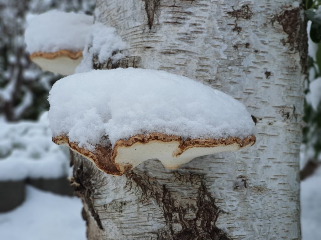 Schneebedeckte Pilze am Baumstumpf (Winterbilder Januar 2021)