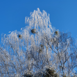 Verschneite Birken (Winterbilder Januar 2021)
