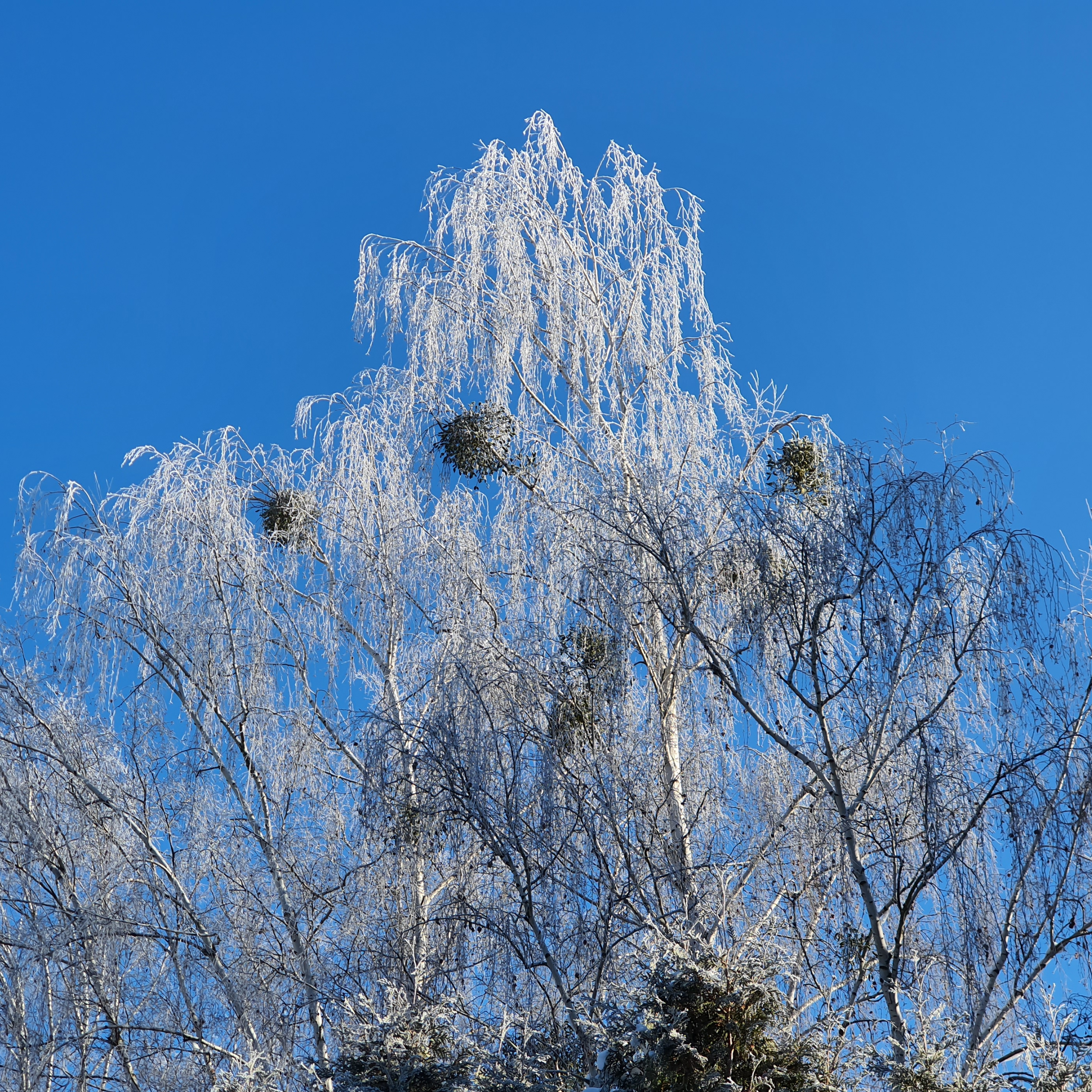 Zasněžené břízy (zimní snímky leden 2021)