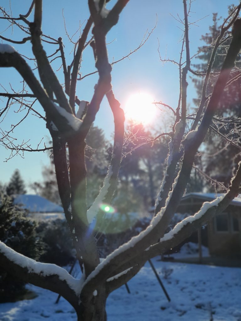 Sonne strahlt durch verschneiten Apfelbaum (Winterbilder Januar 2021)