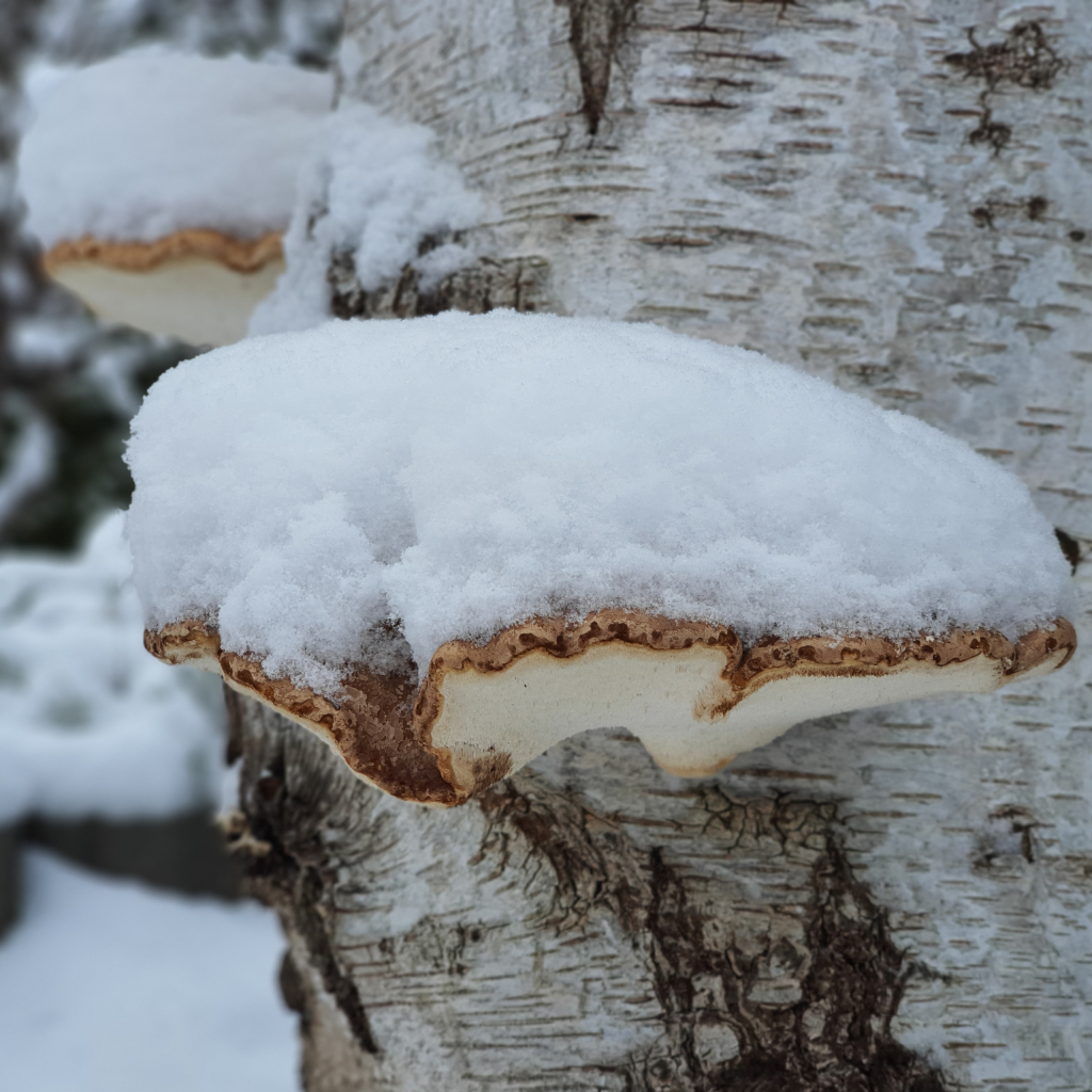 Schneebedeckte Pilze am Baumstumpf (Winterbilder Januar 2021)