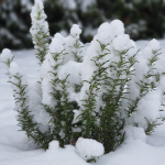 Snowy Rosemary (zimní obrázky leden 2021)