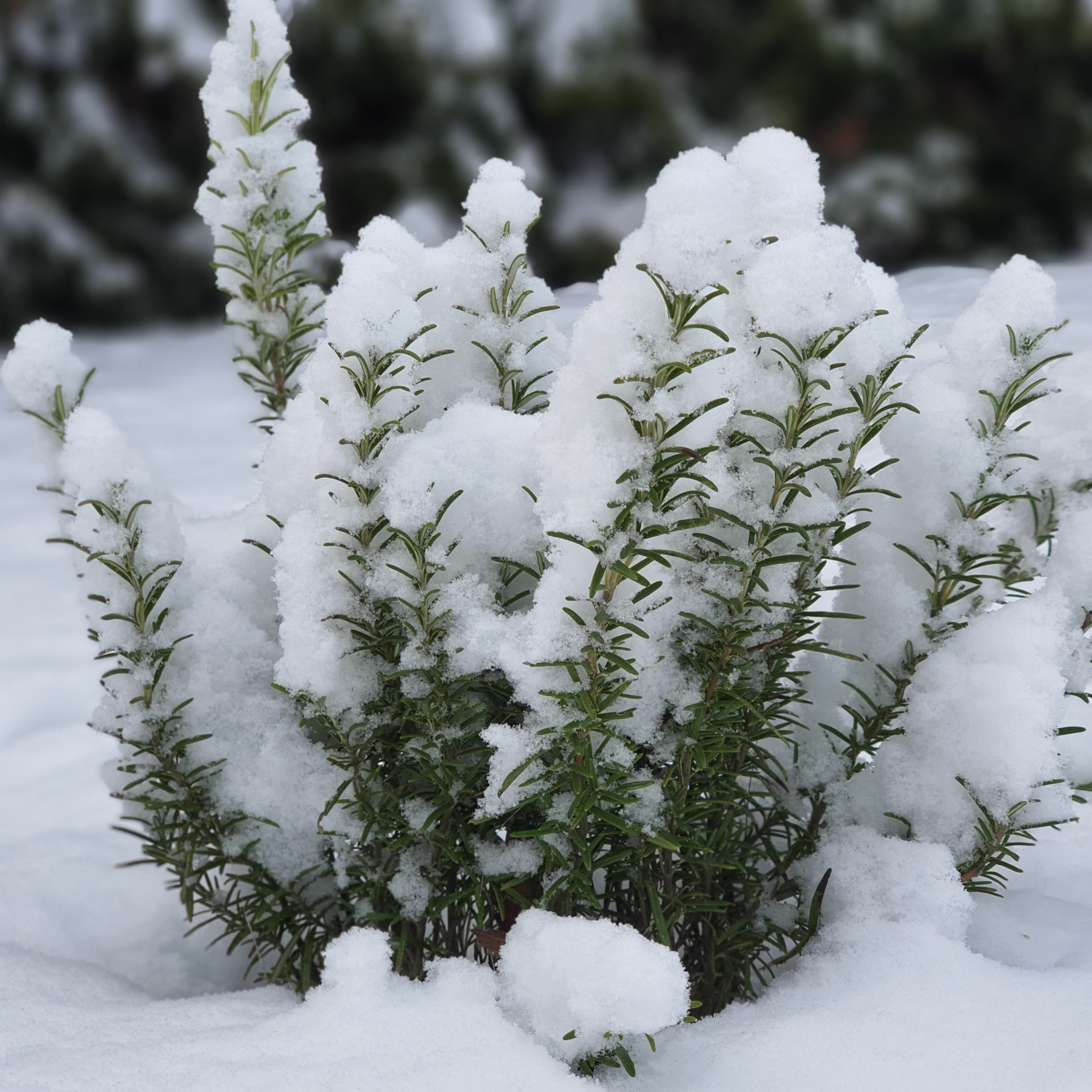 Snowy Rosemary (Winterfoto's januari 2021)
