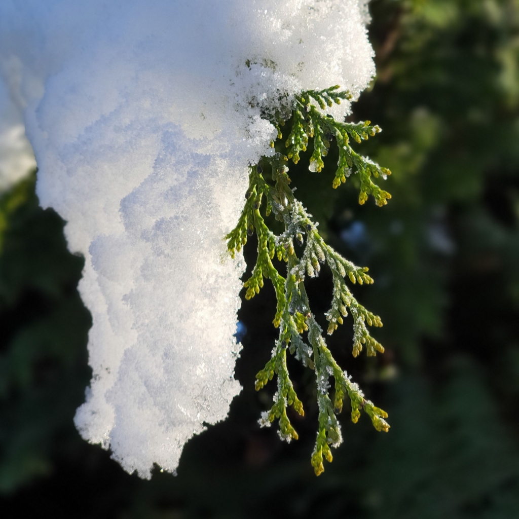 Schnee an der Thuja (Winterbilder Januar 2021)