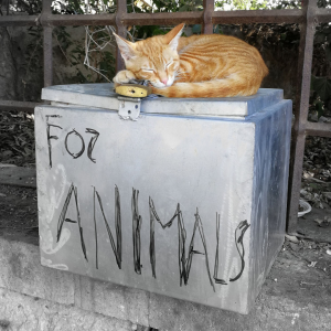 for animals