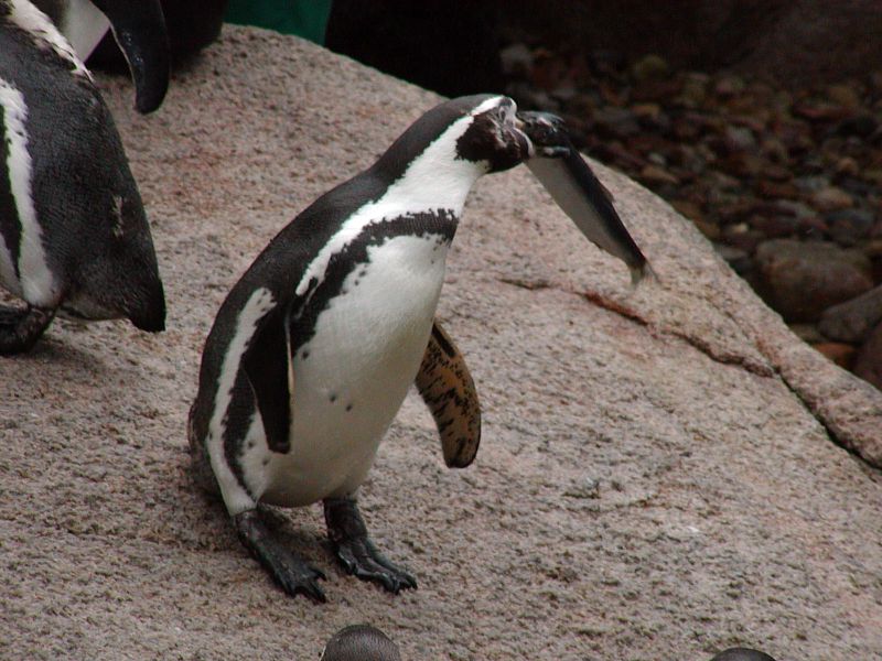 Humboldt Pinguin