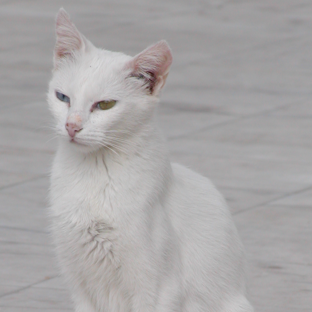jako deva - bílá kočka