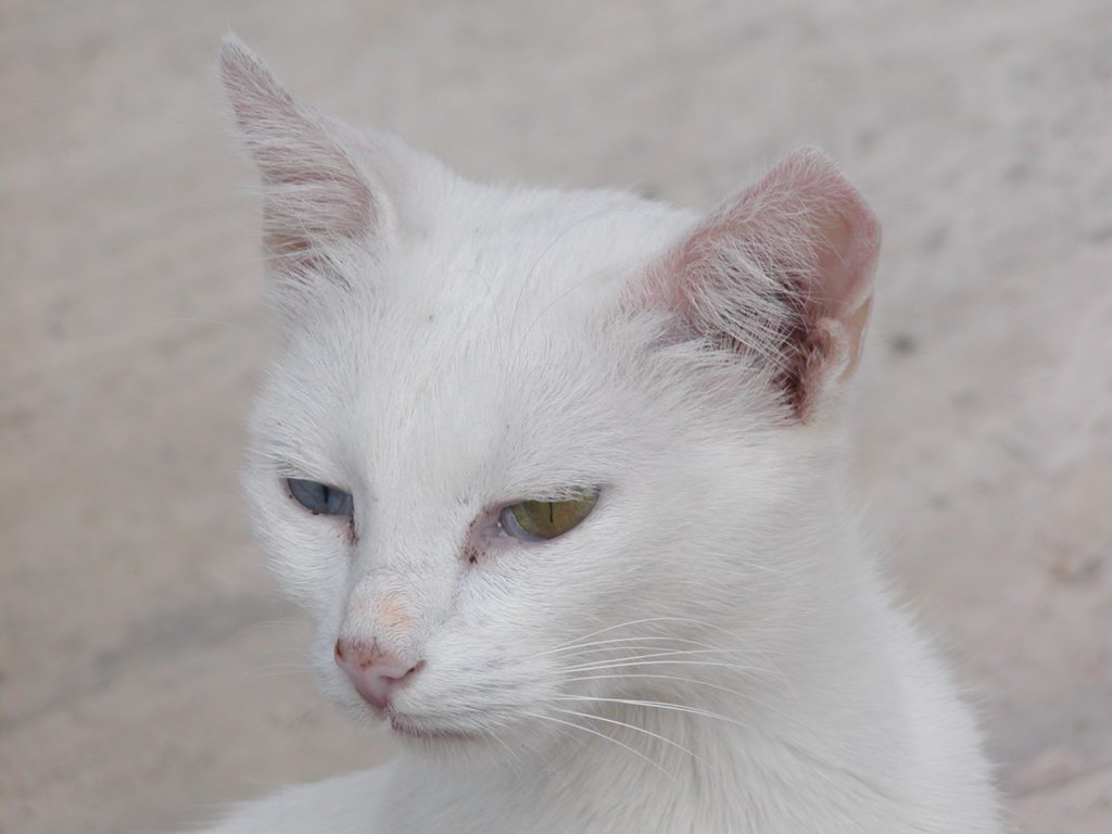 bílá kočka