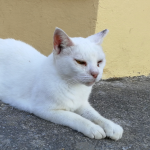 weiße Katze - Grecotel Royal Park Marmari (Urlaub 2018)