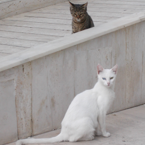 weiße Katze mit Hauskatze