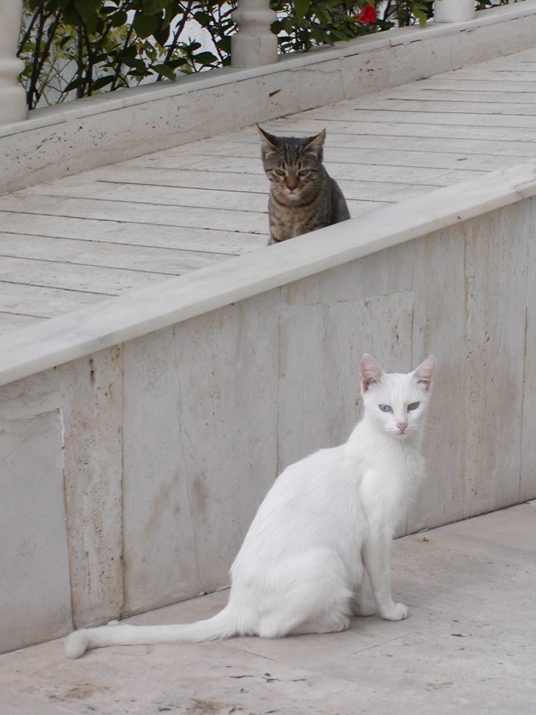 bílá kočka s domácí kočkou