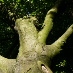 Strom v parku zámku Schlossberg