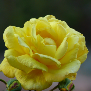 Gelbe Rose im Park der Burg Schlossberg