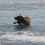 Куче върху замръзналото езеро на нимфите