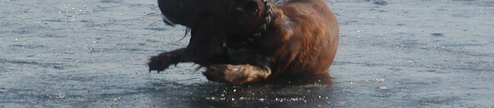 Hund auf dem gefrorenem Nymphensee