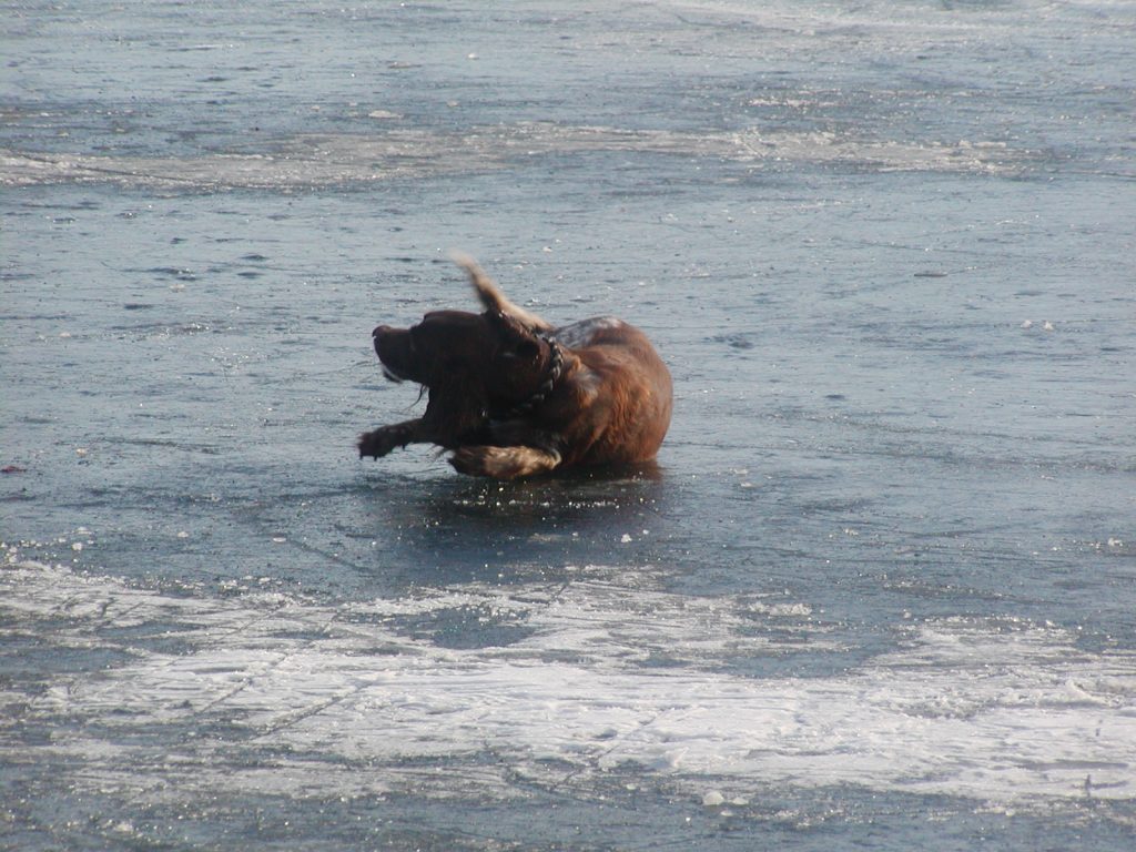 Pes na zamrzlém jezeře nymf