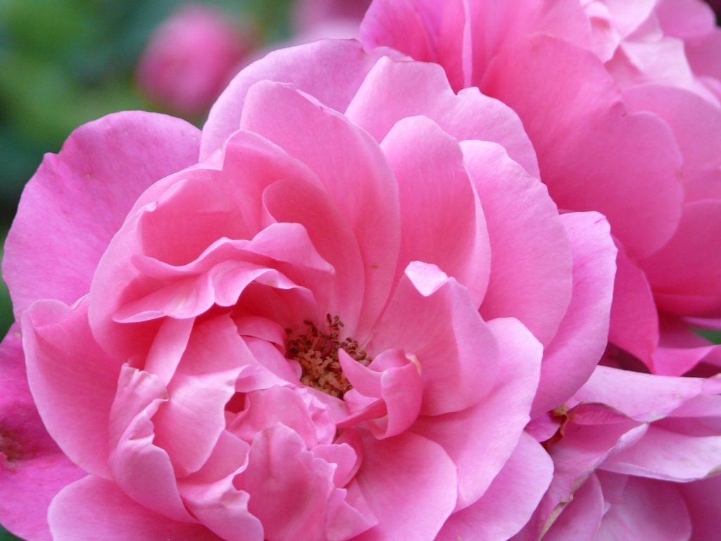 Rose im Park der Burg Schlossberg