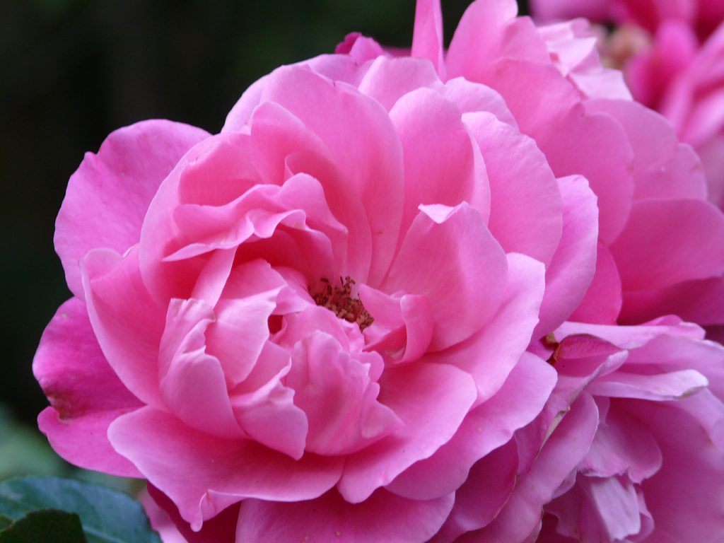 Rose in the park of Schlossberg Castle